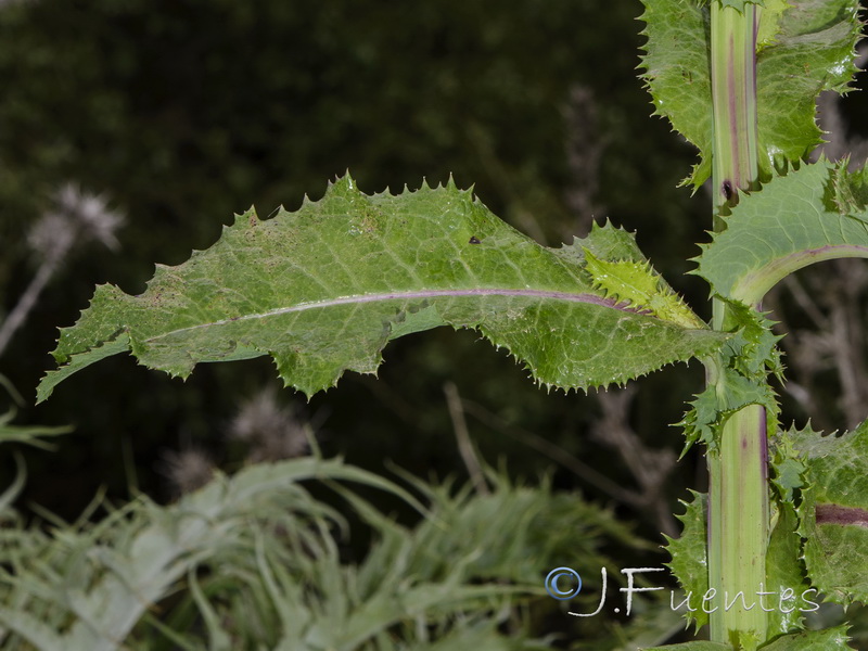 Sonchus asper.02
