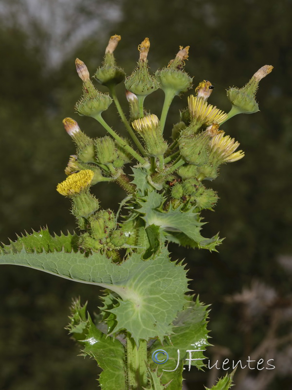Sonchus asper.03