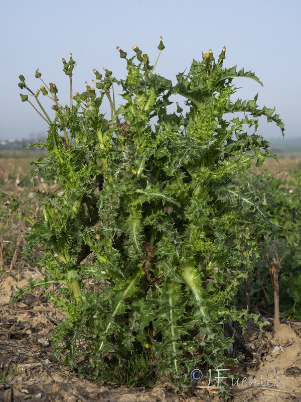 Sonchus asper.07