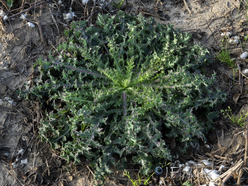 Sonchus asper.08
