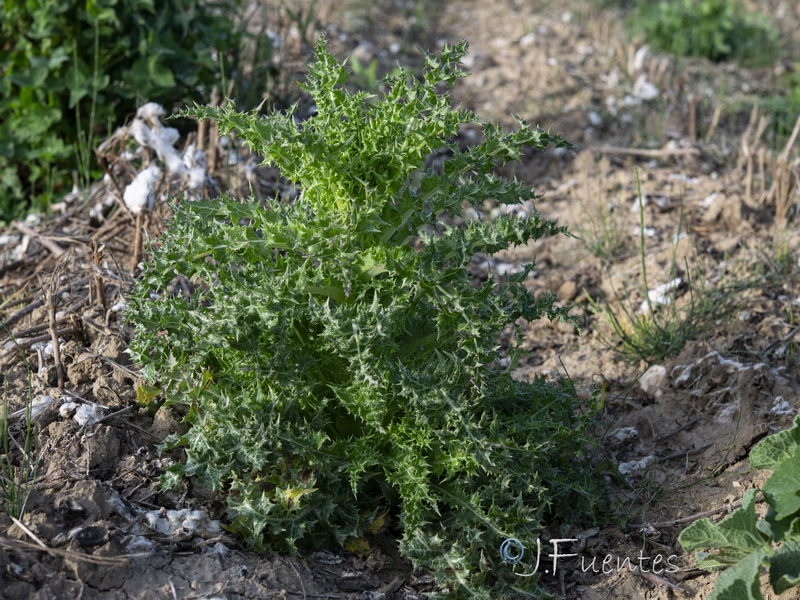 Sonchus asper.11