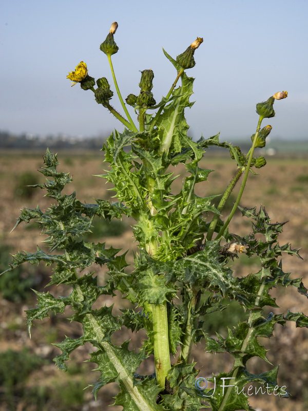 Sonchus asper.12