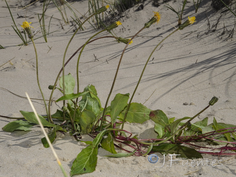 Sonchus bulbosus bulbosus.01