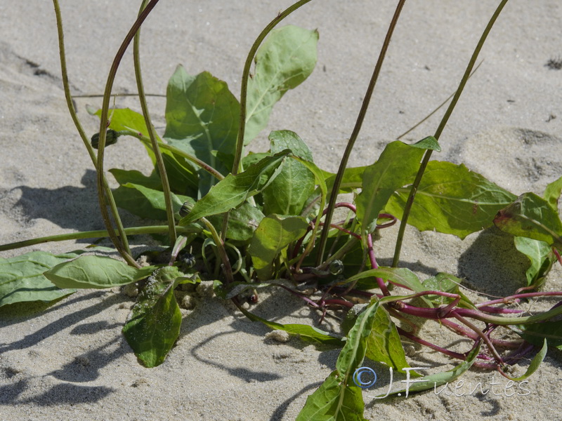 Sonchus bulbosus bulbosus.02