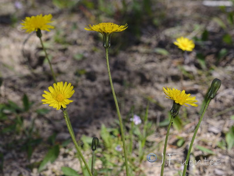 Sonchus bulbosus bulbosus.03