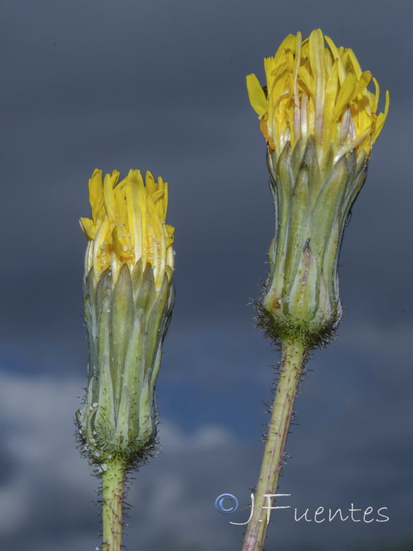 Sonchus bulbosus bulbosus.04