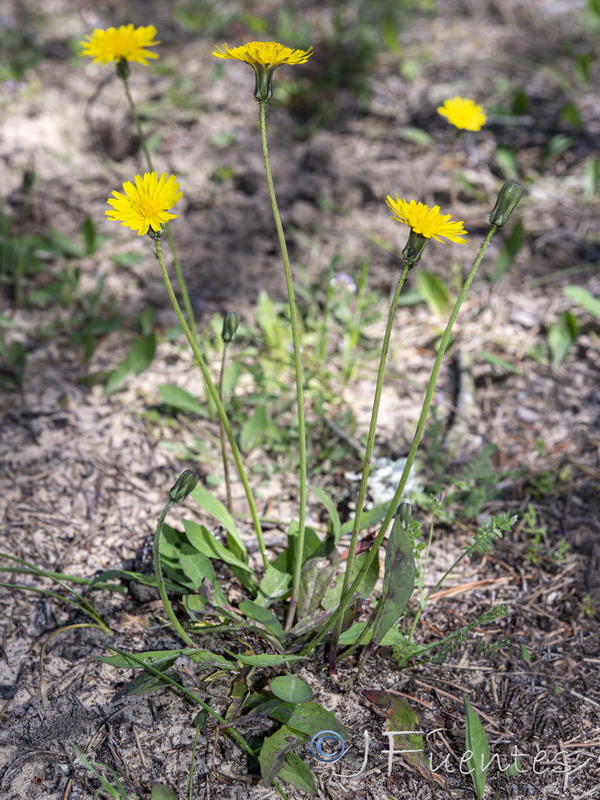 Sonchus bulbosus bulbosus.05