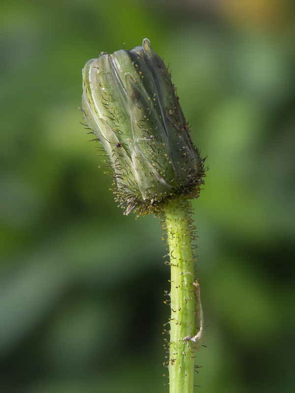 Sonchus bulbosus bulbosus.07