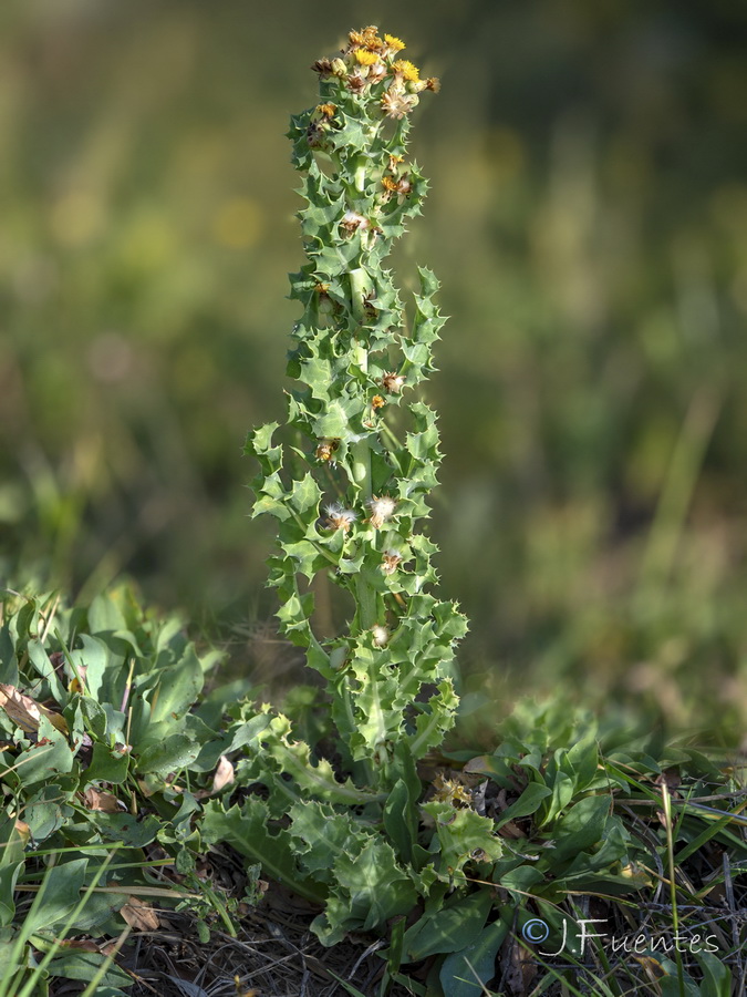 Sonchus crassifolius.02