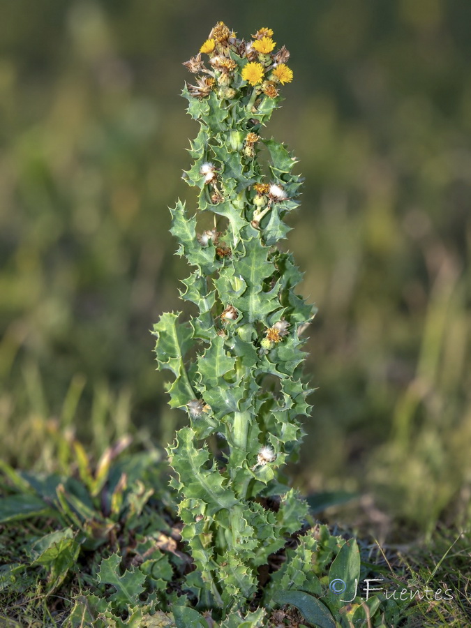 Sonchus crassifolius.03