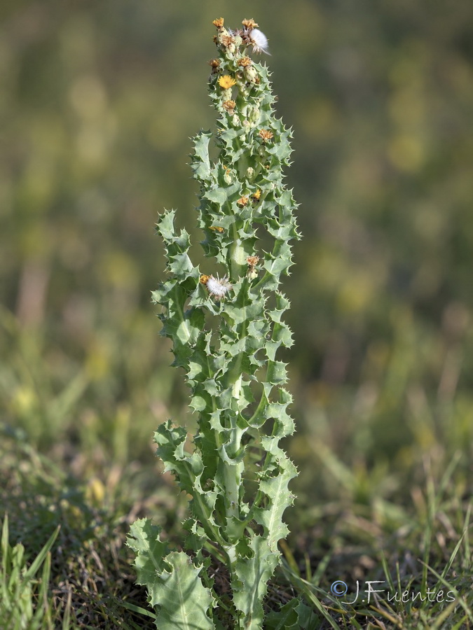 Sonchus crassifolius.04