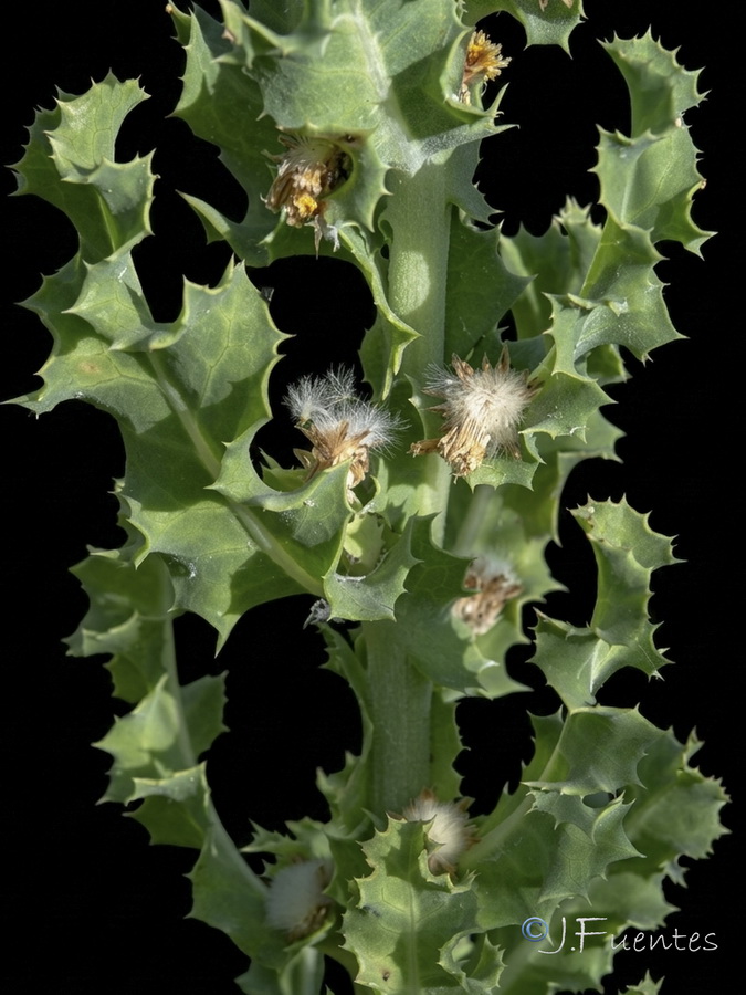 Sonchus crassifolius.05