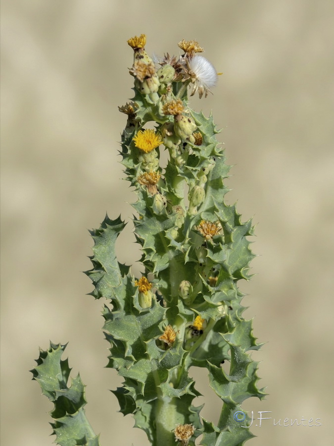 Sonchus crassifolius.06