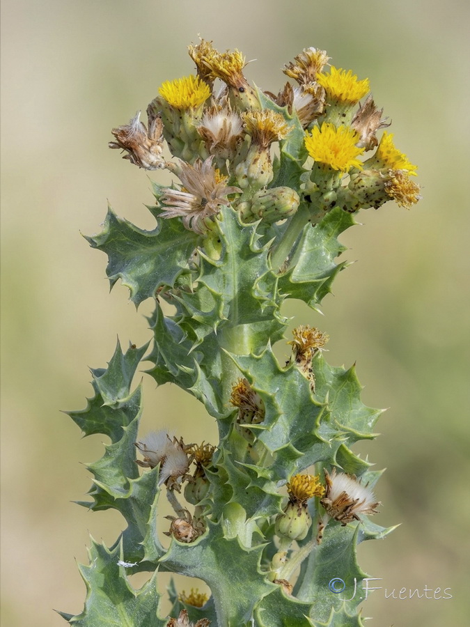 Sonchus crassifolius.07