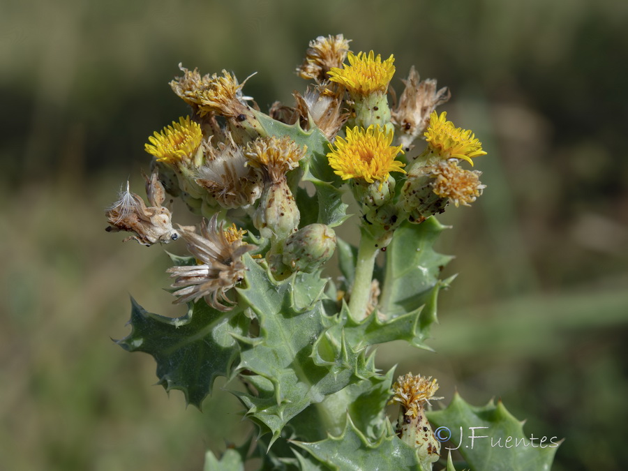 Sonchus crassifolius.08