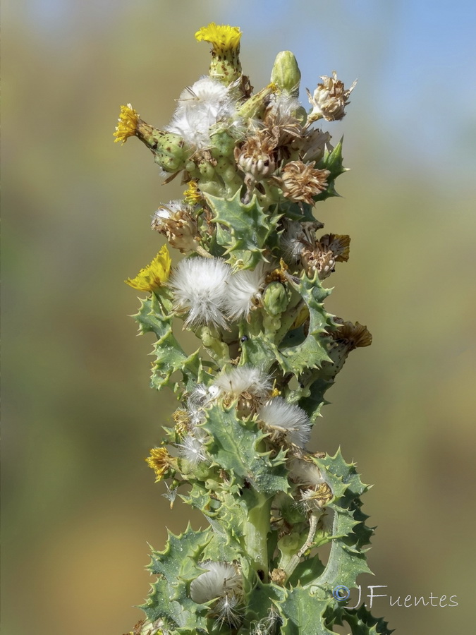 Sonchus crassifolius.09