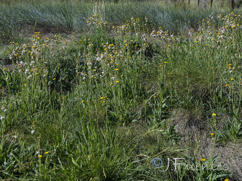 Sonchus maritimus.01