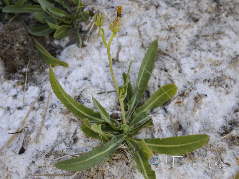 Sonchus maritimus.04