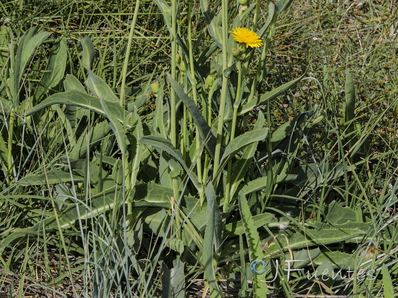 Sonchus maritimus.06