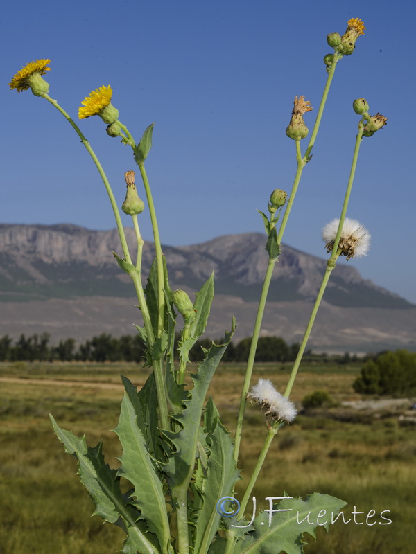 Sonchus maritimus.08