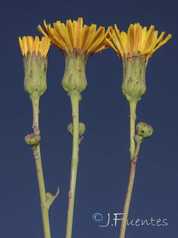 Sonchus maritimus.09