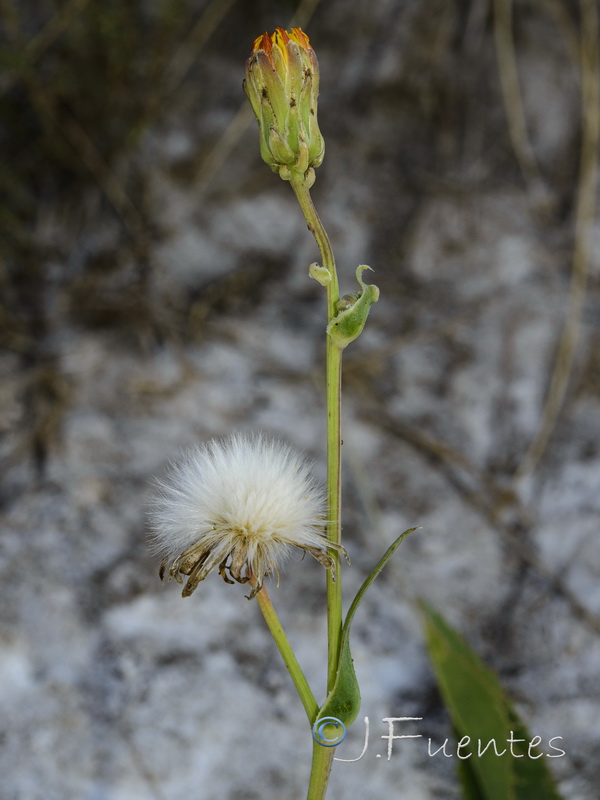 Sonchus maritimus.11