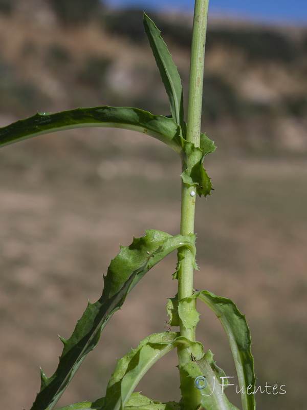 Sonchus maritimus.13