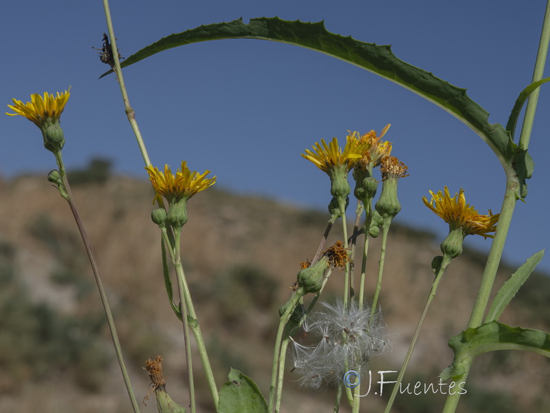 Sonchus maritimus.15