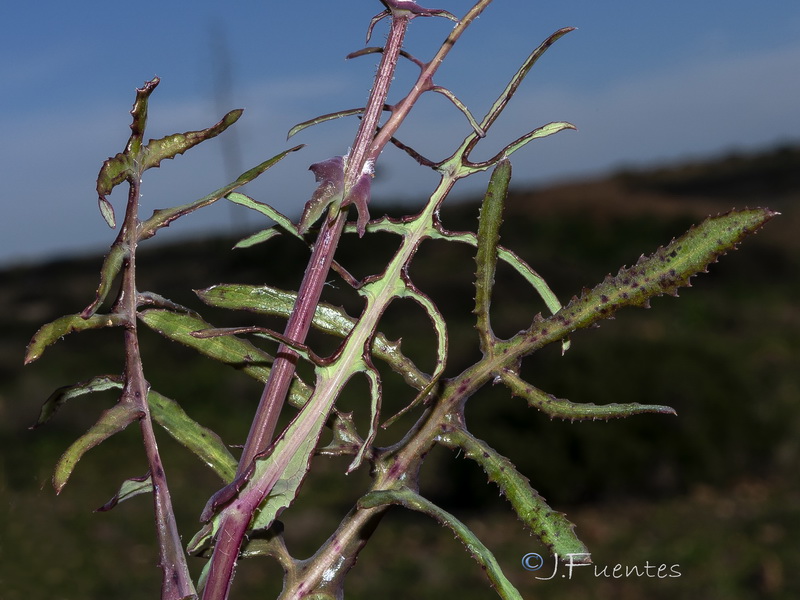 Sonchus microcephalus.01