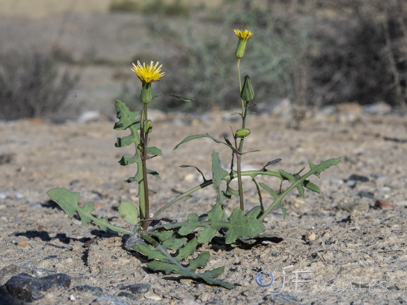 Sonchus microcephalus.04