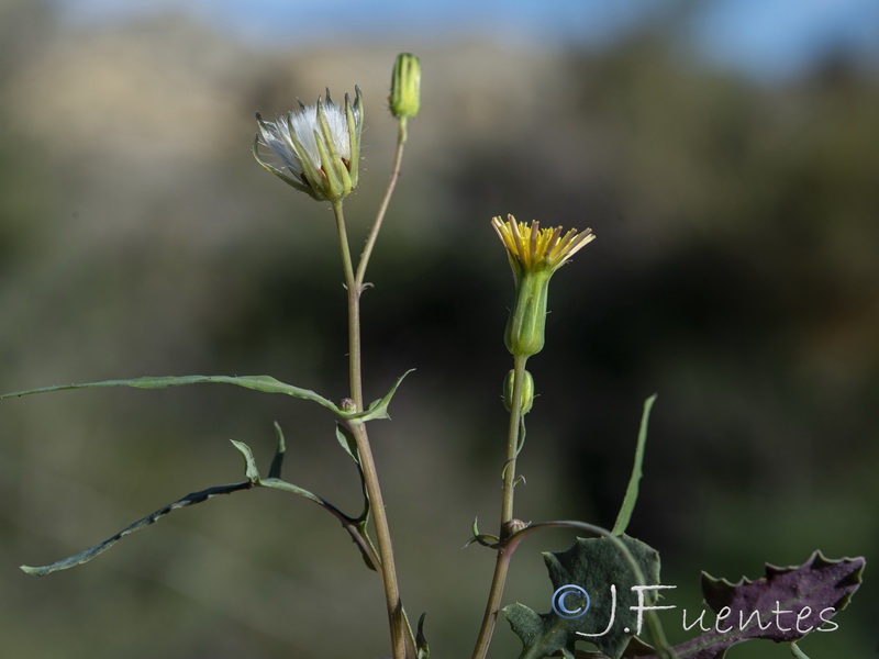 Sonchus microcephalus.05