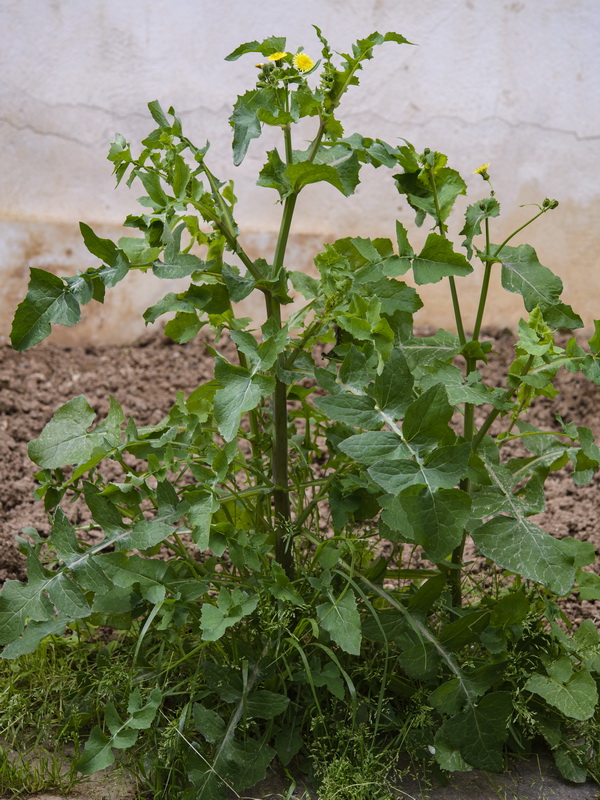 Sonchus oleraceus.01