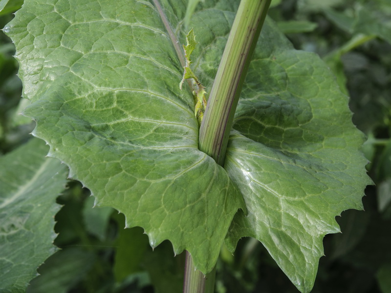 Sonchus oleraceus.03