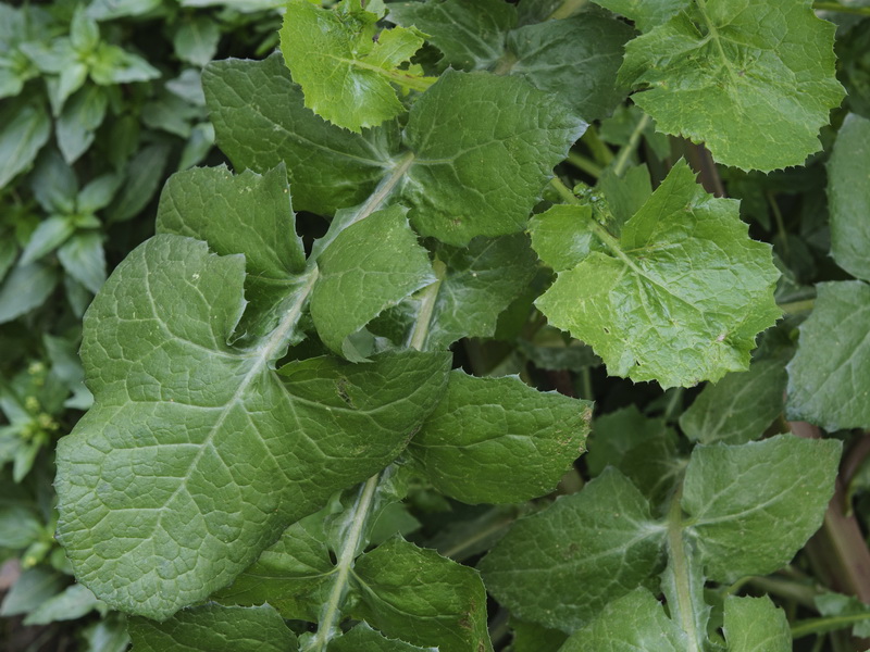 Sonchus oleraceus.04