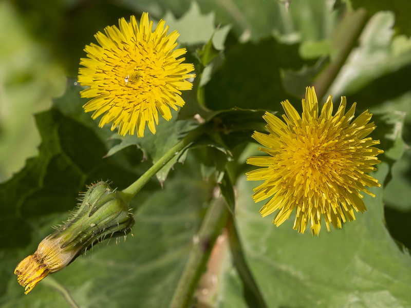 Sonchus oleraceus.05