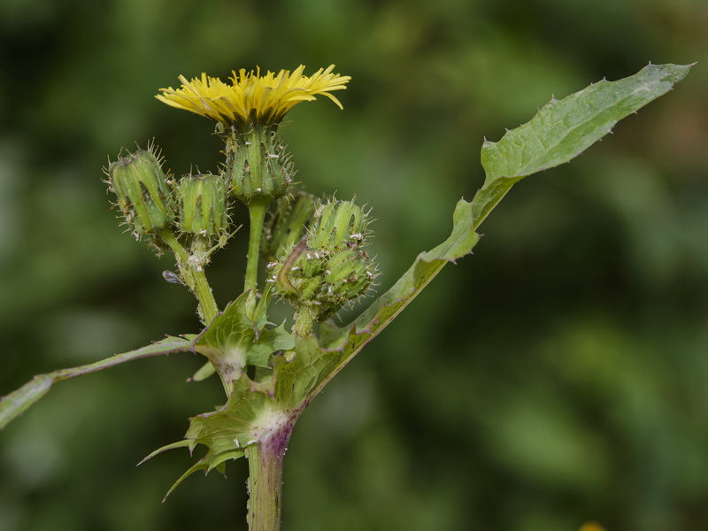 Sonchus oleraceus.06