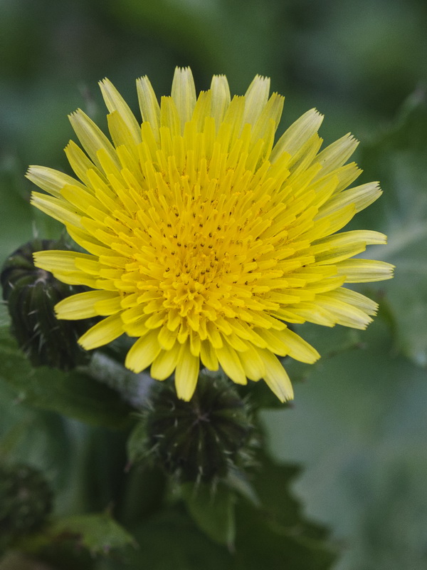 Sonchus oleraceus.08