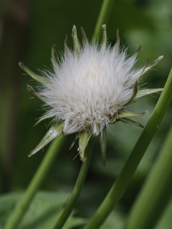 Sonchus oleraceus.12