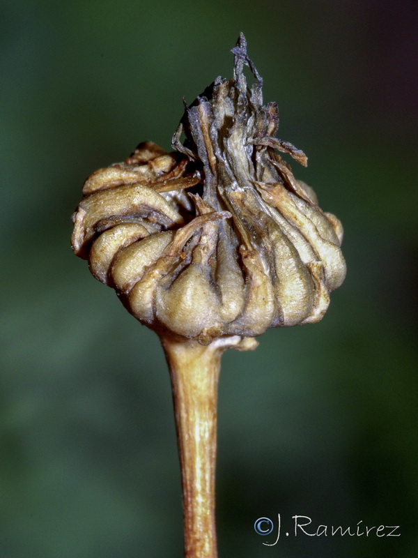 Sonchus oleraceus.13