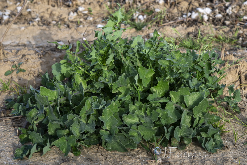 Sonchus oleraceus.16