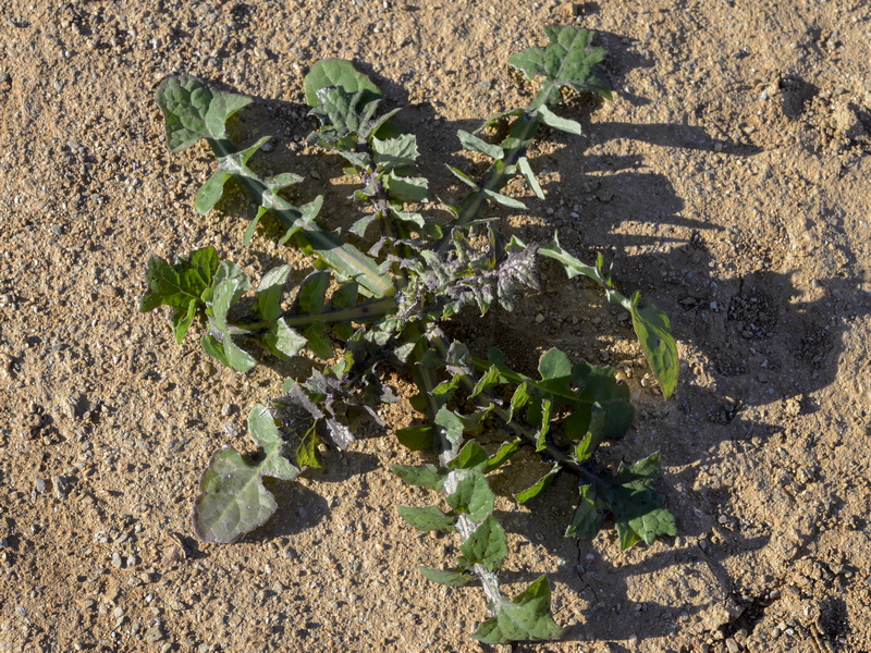 Sonchus oleraceus.17
