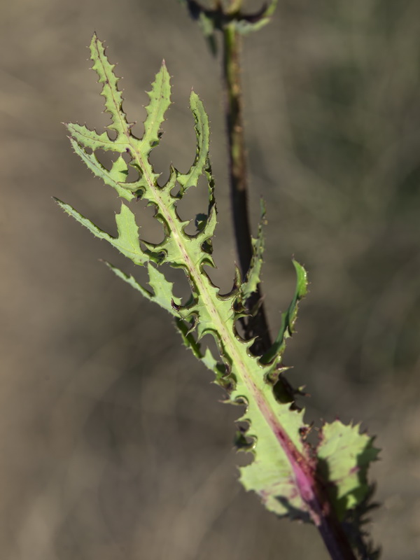 Sonchus oleraceus.30