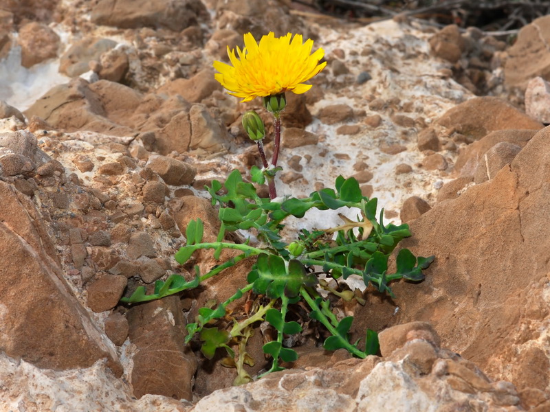 Sonchus pustulatus.01