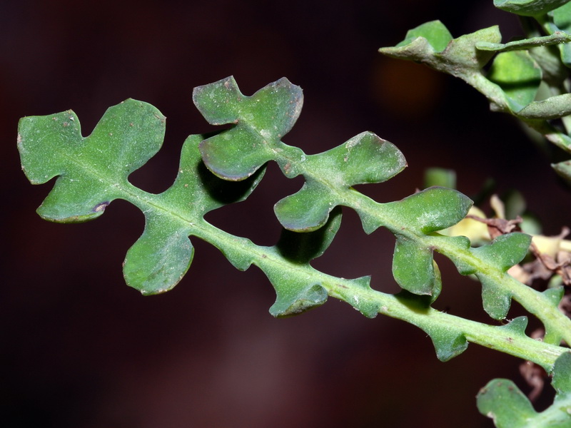 Sonchus pustulatus.02