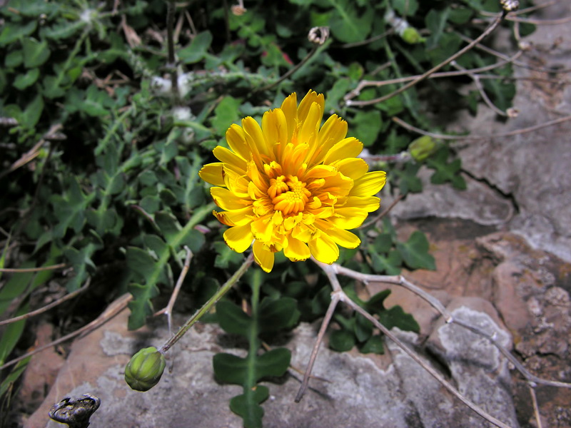 Sonchus pustulatus.03