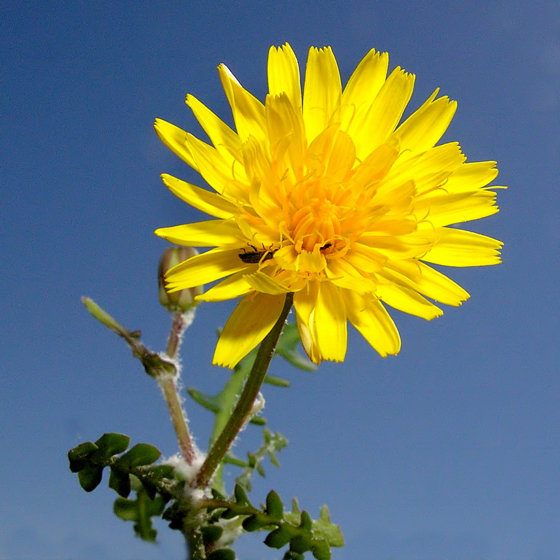 Sonchus pustulatus.05