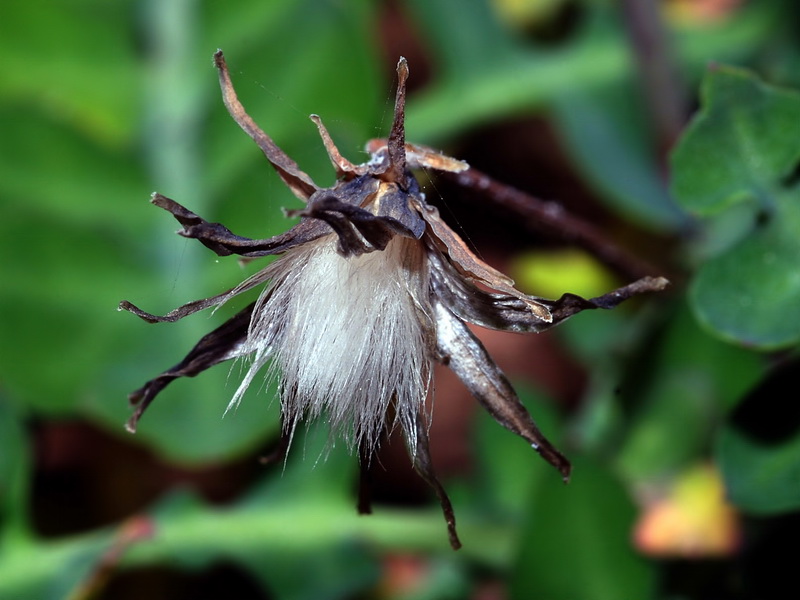 Sonchus pustulatus.06