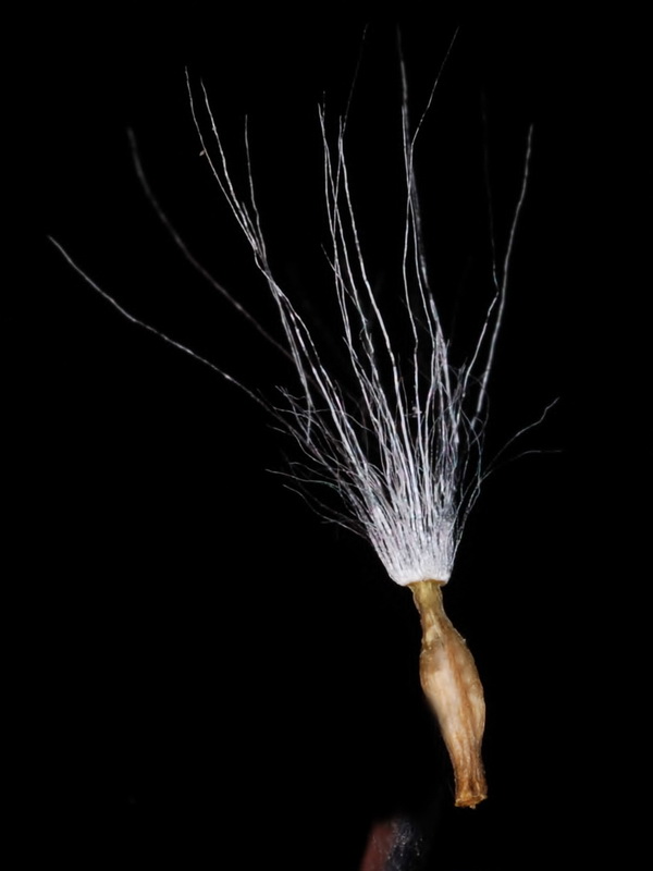 Sonchus pustulatus.07