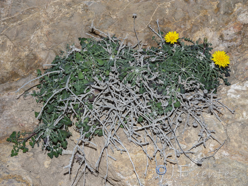 Sonchus pustulatus.09