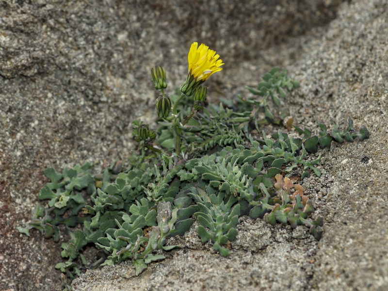 Sonchus tenerrimus.01